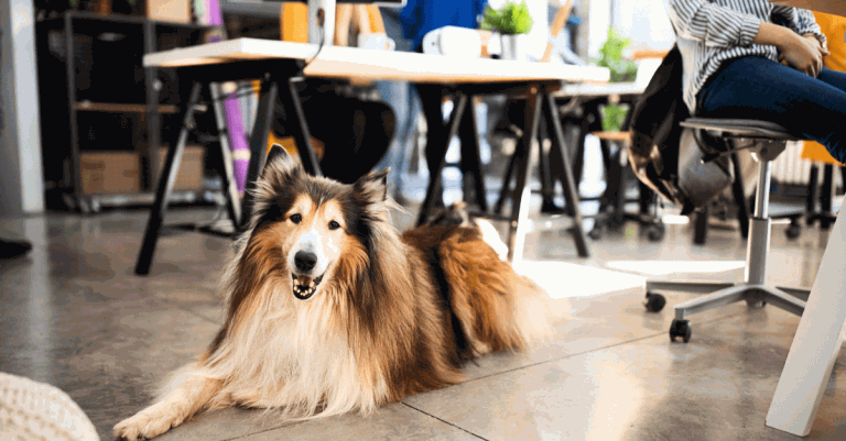 Jobsgarden_office_dog